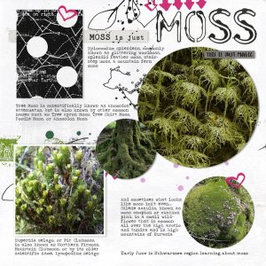 250610_moss.jpg