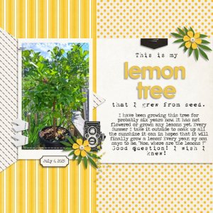 Lemon Tree