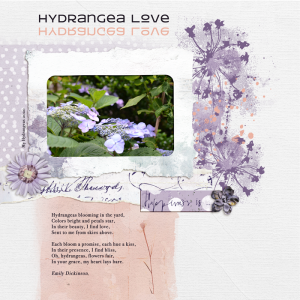 MOC-13-jan-11-Hydrangea.png