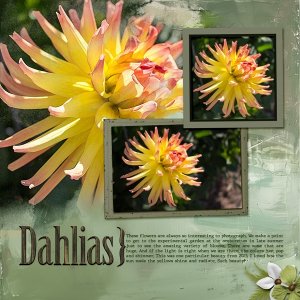Dahlias25.jpg