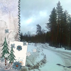 winter forest roads.jpg