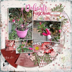DelicateFuschia
