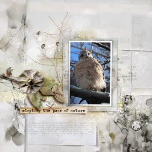 Adopting The Pace of Nature