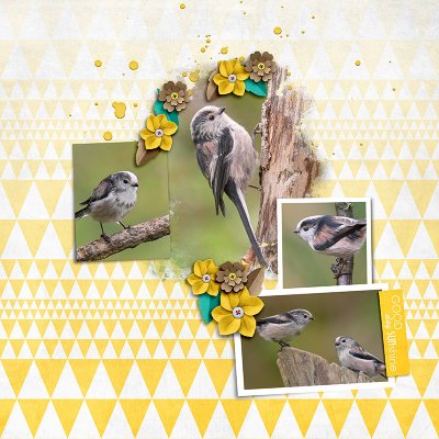 Birds