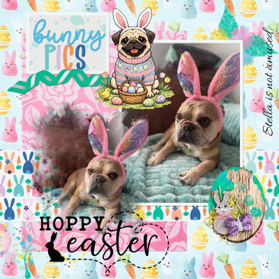 Bunny Pics