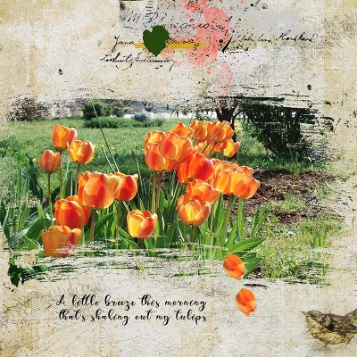 A gentle breeze on my tulips