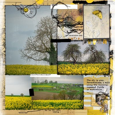 rapeseed