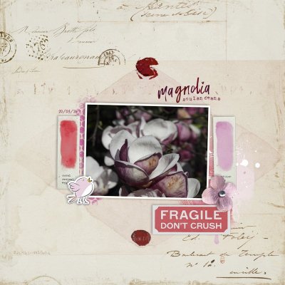 260320_magnolia.jpg