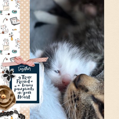 Paw Prints on your Heart