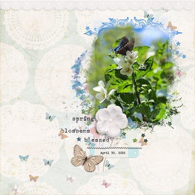 Butterfly & Sweet Mock Orange Bush