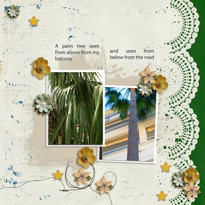 Palm Tree