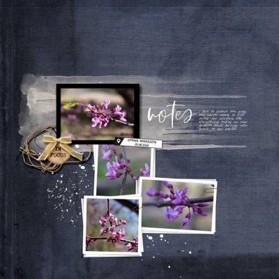 Redbud_Blooms.jpg