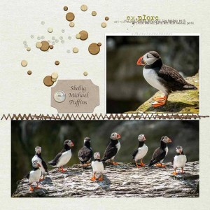 Skellig Puffins