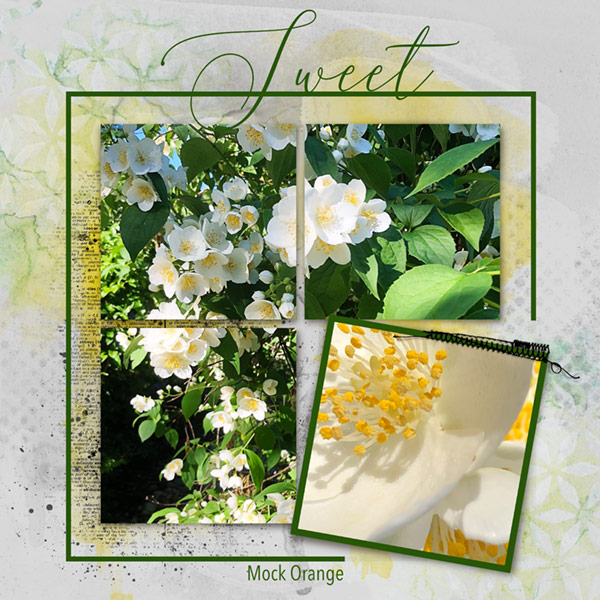06-18_Mock Orange