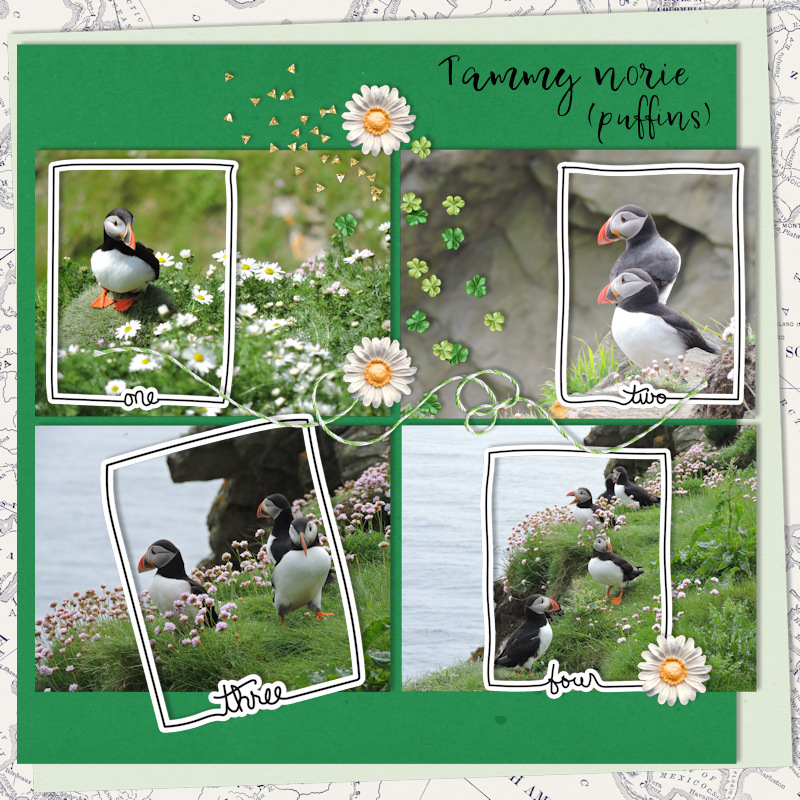 17jun22_puffins01