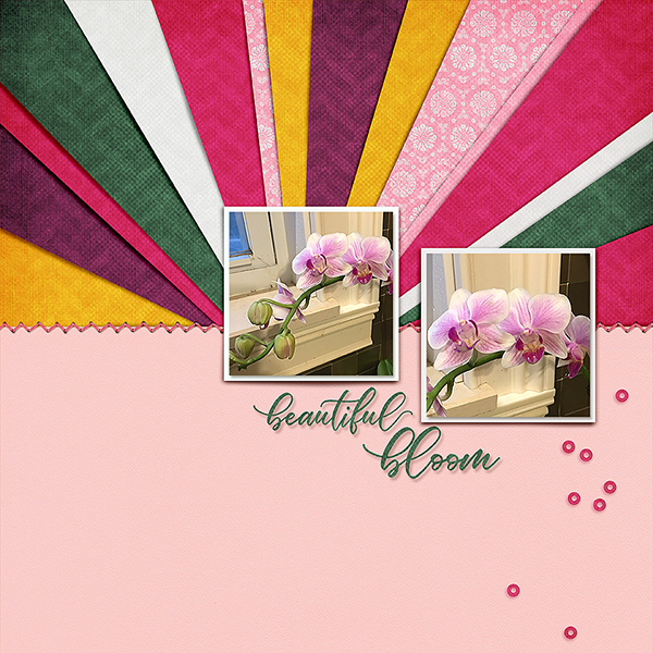 18.05 - Beautiful Bloom