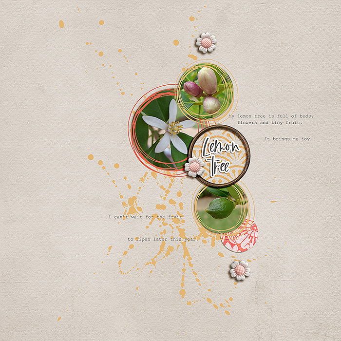 18: Lemon tree