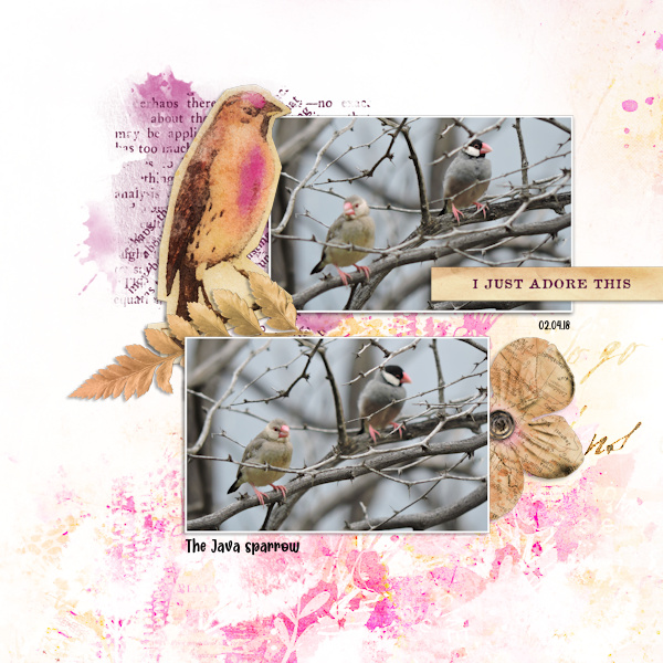 180204_java Sparrow