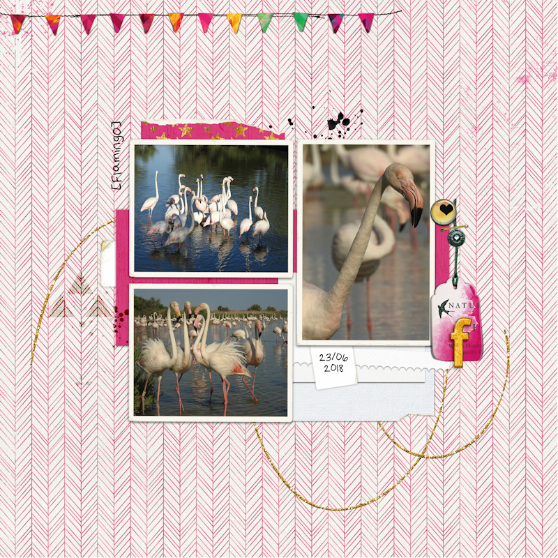 18jun23_flamingo
