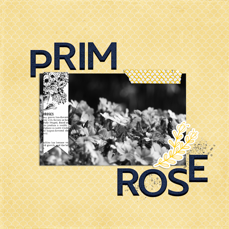 190323_primrose