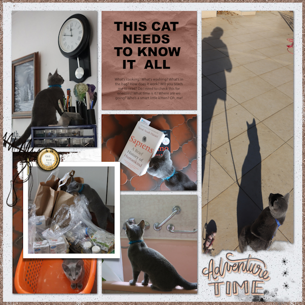 20-21cat Adventure