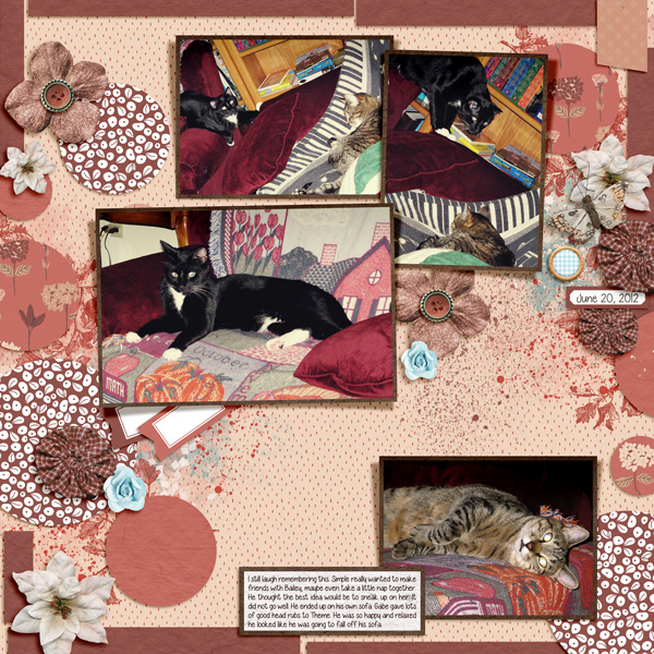 20120620 foster cats