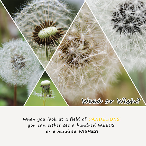 2017-05-21 Weed Or Wish 600