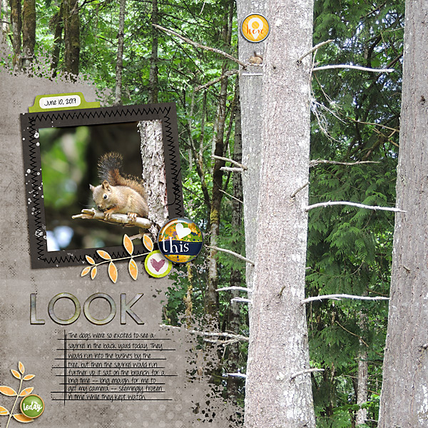 20170610_Look-squirrel