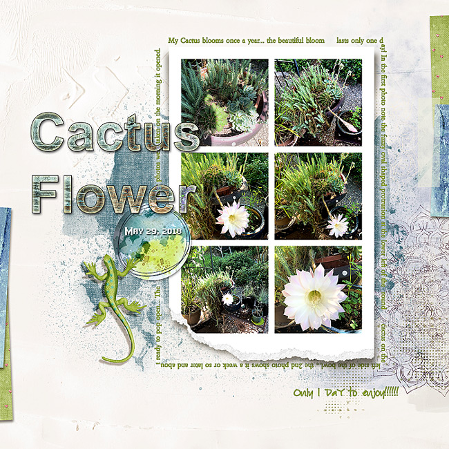 2018-Cactus-Flower