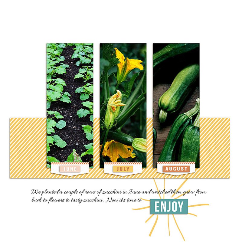 2019.08.01-zucchini