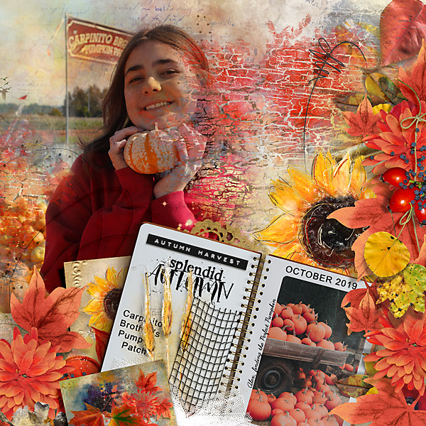 2019-finding-the-Perfect-Pumpkin