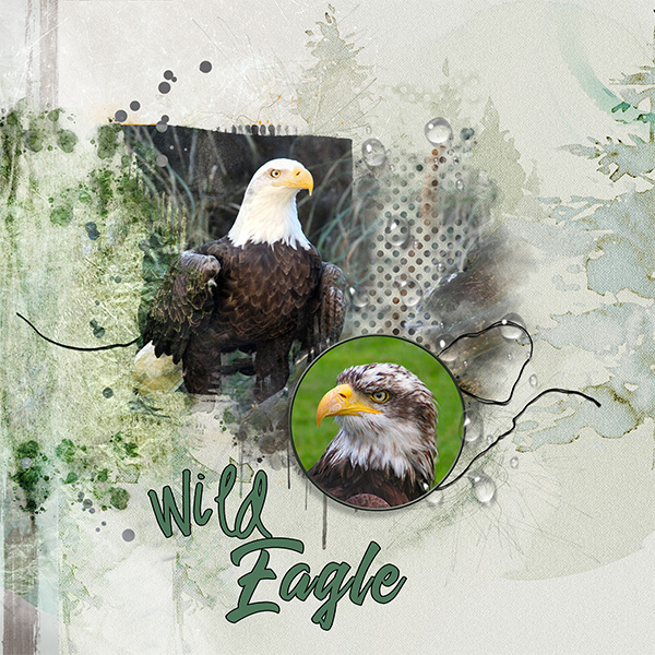 2019_06_JuneTemplateChallenge_eagle