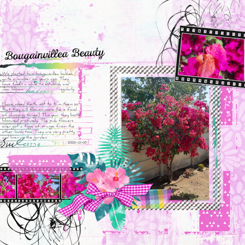 2023-10-05_BougainvilleaBeauty
