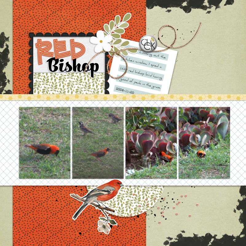 2024-11-20_redbishop