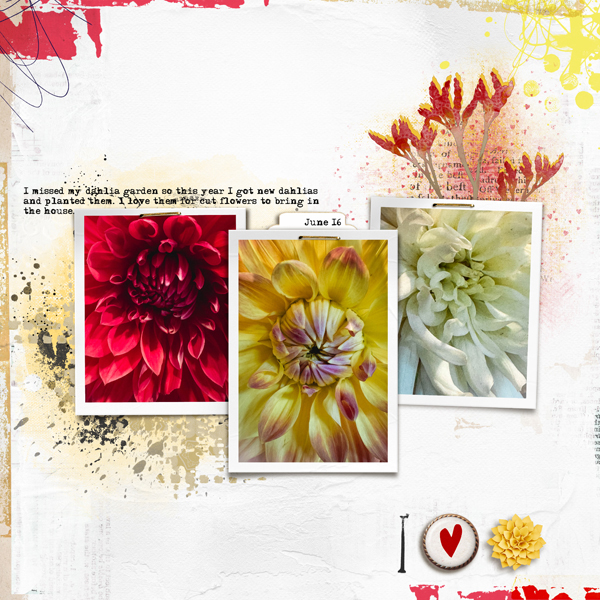 2025-6-16-dahlias_600web