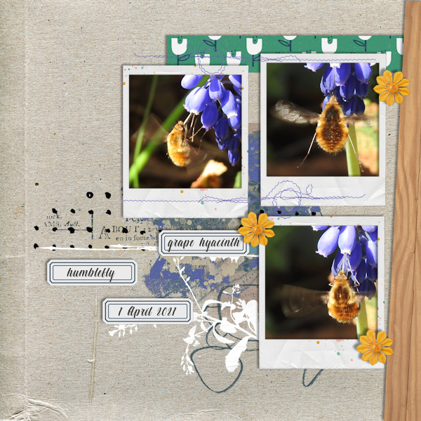 210401_humblebee
