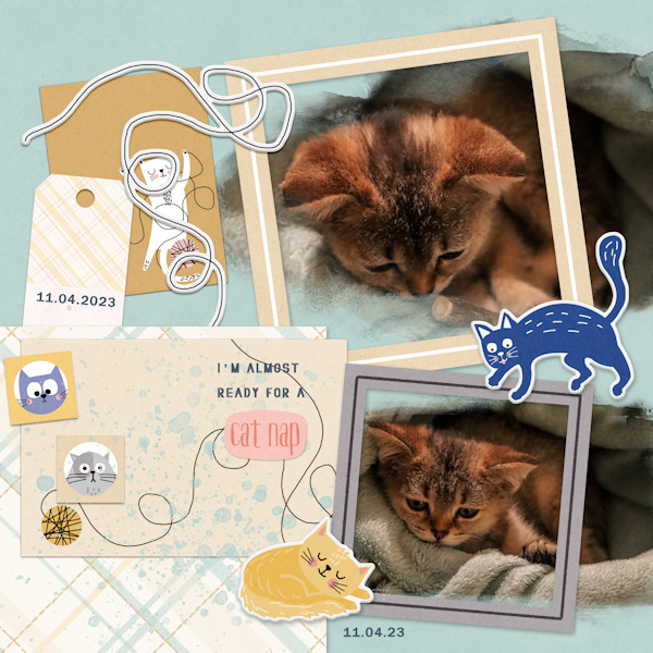 230411_cat Nap