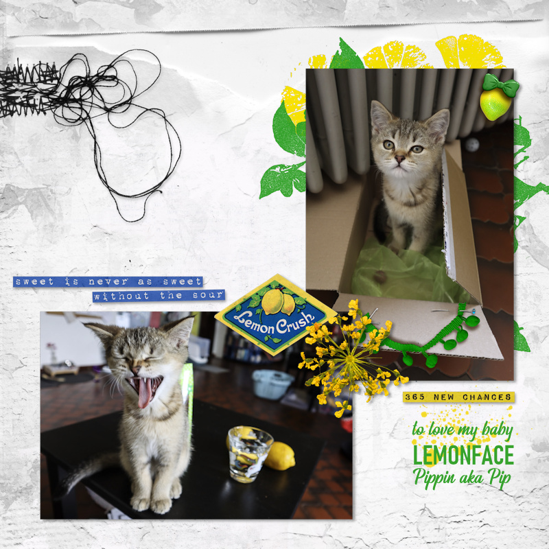 230509_Pip Lemon