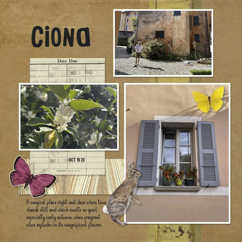 231019_Ciona.jpg