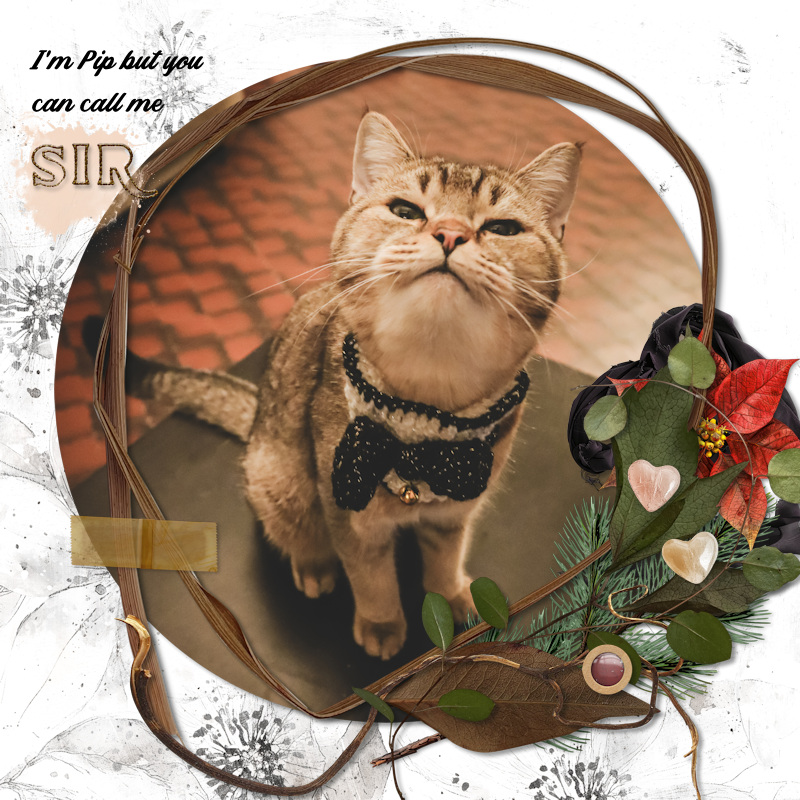 231124_Pip Sir