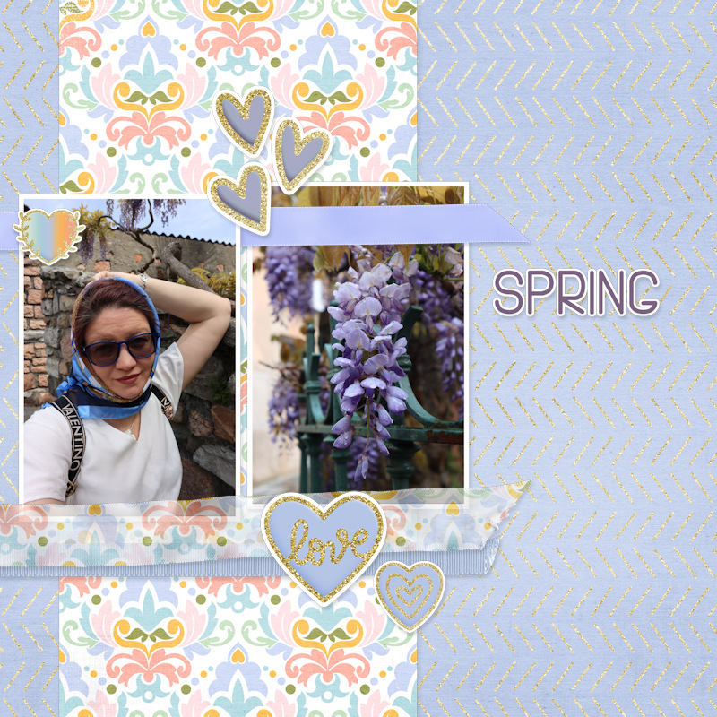 240430_OP Wisteria