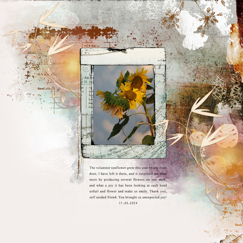 240811_sunflower