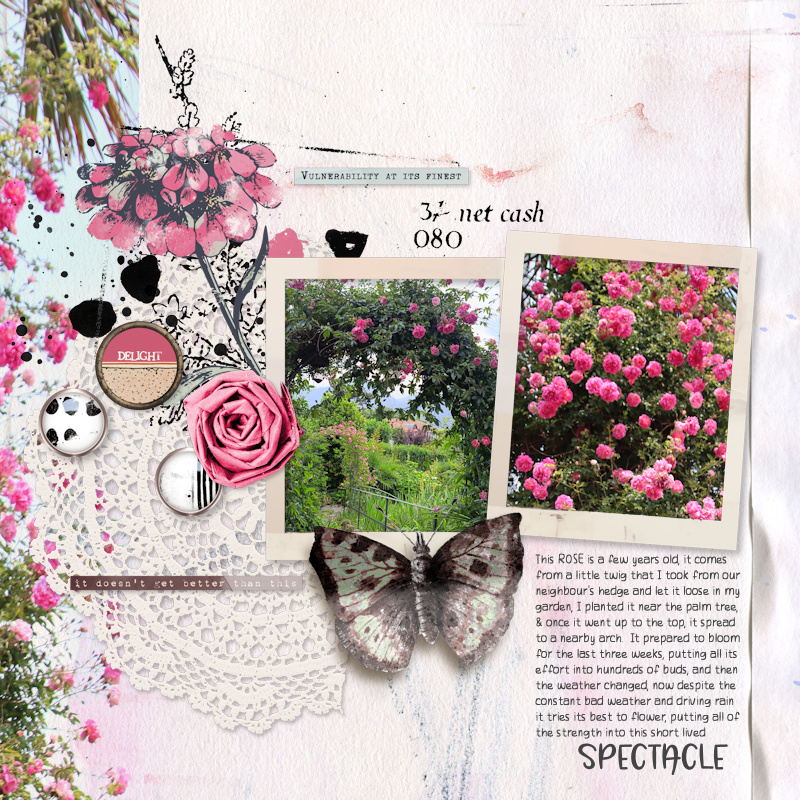 250601_rose