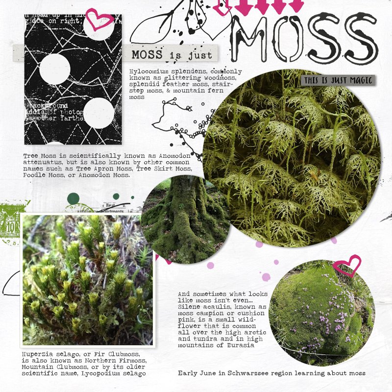 250610_moss.jpg
