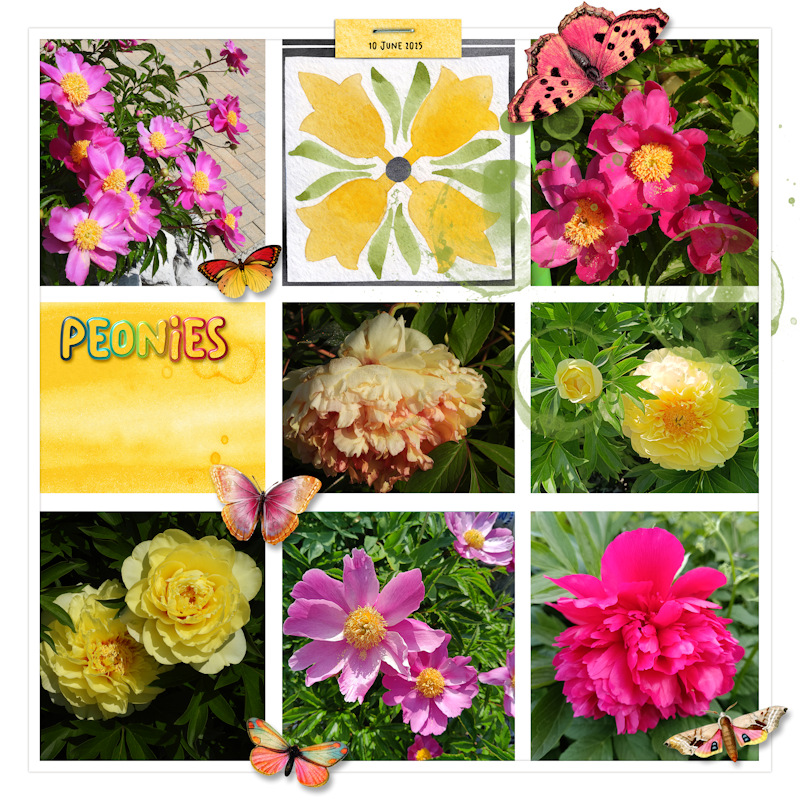 250610_peonies