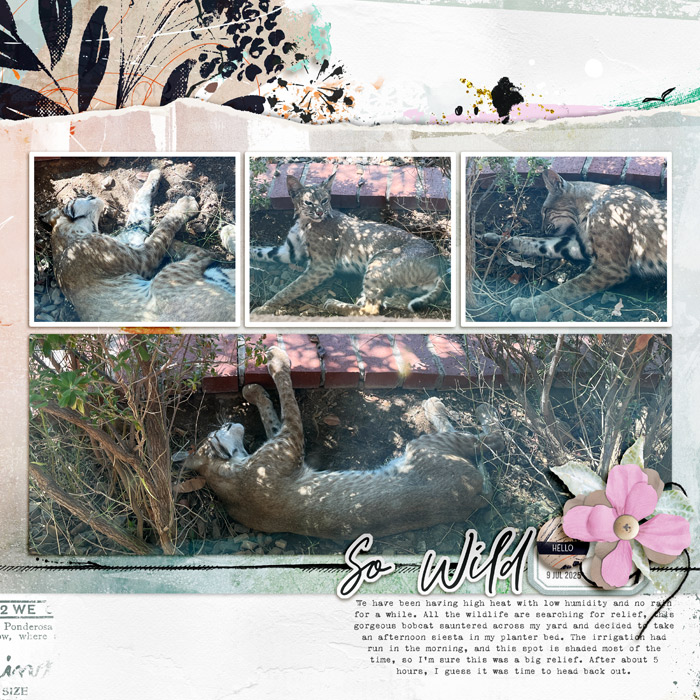 2507-BobCat-BarnyardBuds-copy
