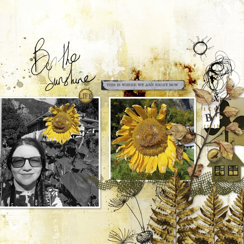 251005_sunflower.jpg