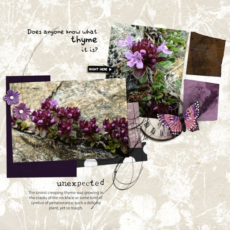 260620_thyme.jpg