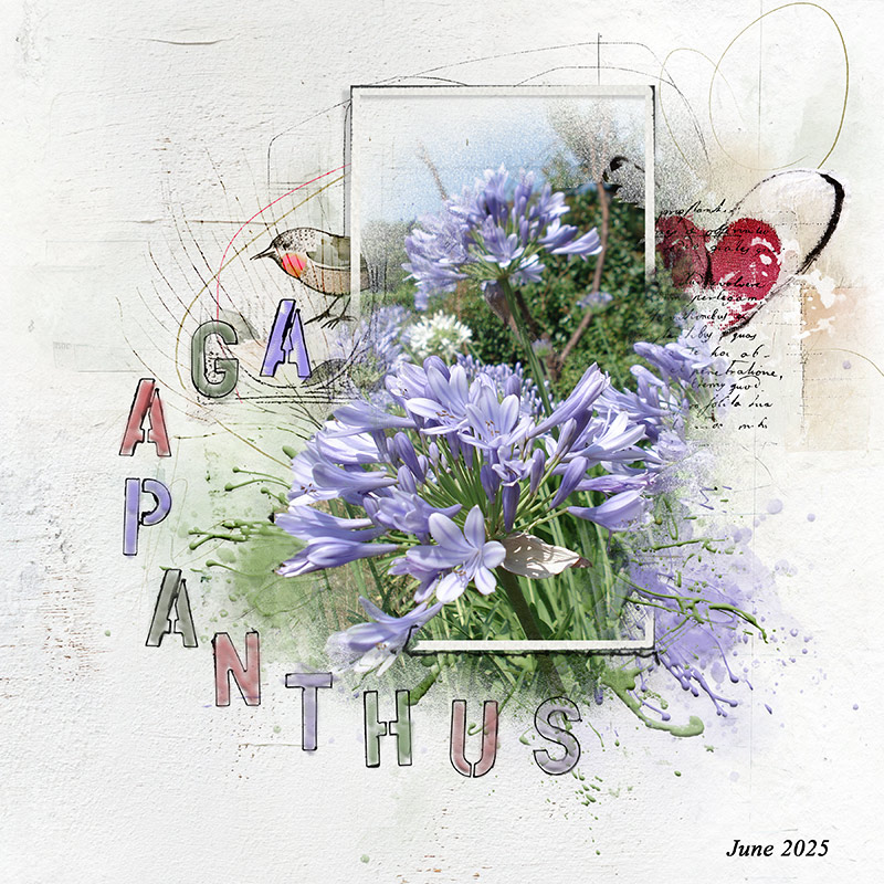 Agapanthus