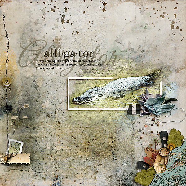 Alligator